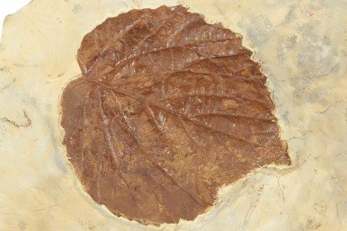 Fossil Leaf (Davidia) - Montana #190436